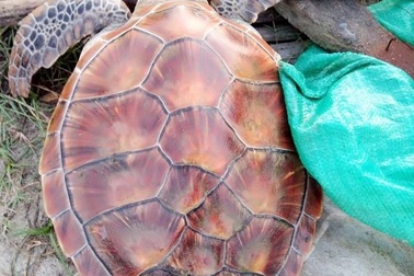 Ngư dân bắt được đồi mồi quý hiếm