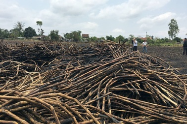 Nông dân đốt mía vì không ai mua
