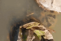 Khoảnh khắc trăn anaconda bất ngờ lao lên mặt nước cắn người