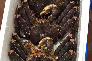 Nhà giàu Việt chi chục triệu “săn” hải sản nhập ngoại