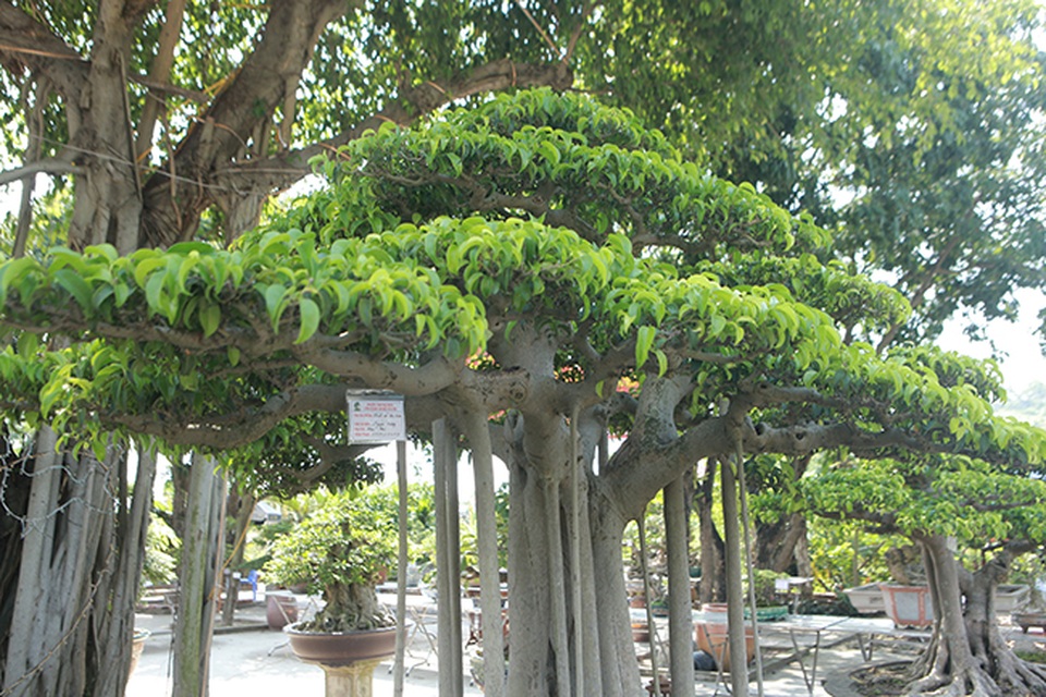 Chiêm ngưỡng “chùa Đồng” dưới bóng cây sanh tiền tỷ - 8 Chiêm ngưỡng “chùa Đồng” dưới bóng cây sanh tiền tỷ - 8