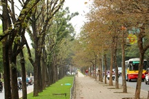 Những hàng cây đẹp hút hồn ở Hà Nội sẽ ra sao?