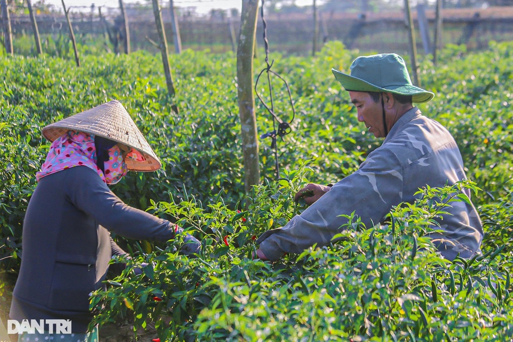 Trung Quốc ngừng mua, ớt ế nhuộm đỏ đường, nông dân lại lao đao - 1