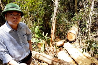 Không loại trừ khả năng có tổ chức tiếp tay phá rừng pơ mu khu vực biên giới Việt - Lào