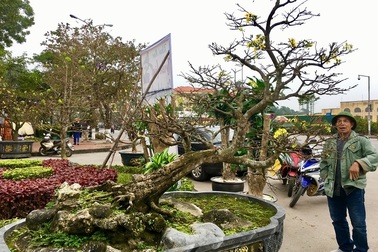 Chiêm ngưỡng cây Hoàng Mai độc nhất vô nhị tại Quảng Bình được phát giá 5 tỷ đồng