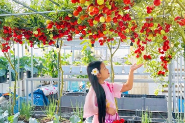 Mẹ đảm TPHCM biến vườn cà chua ở sân thượng thành điểm chụp ảnh Tết độc đáo