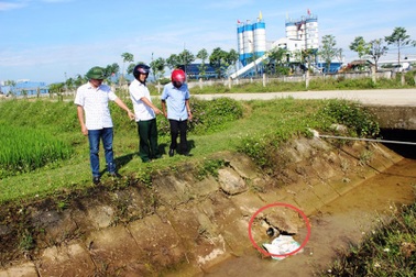 Cá chết rải rác quanh khu công nghiệp mới xây dựng