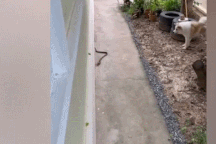 Chó dũng cảm cảnh báo chủ nhà khi phát hiện rắn hổ mang cực độc bò vào sân