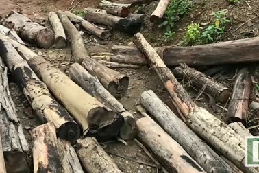 Rừng phòng hộ đầu nguồn Nghệ An bị tàn phá nặng nề