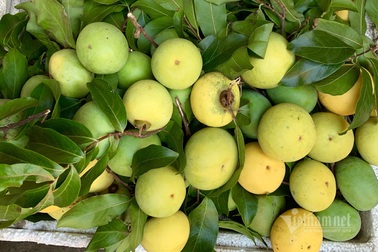 Người Hà thành lùng mua quả thị thơm: Ngày bán 6 tạ, kiếm lãi tiền triệu