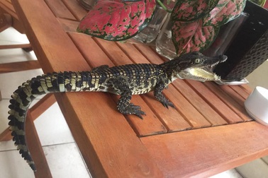 Người Hà Nội rộ “mốt” nuôi… cá sấu làm thú cưng