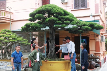 Nữ đại gia bỏ đam mê siêu xe sang để "tậu" tùng cổ triệu đô
