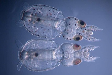 Lần đầu tiên tạo ra mực trong suốt nhờ kỹ thuật chỉnh sửa gene