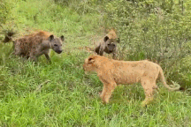 Sư tử mẹ kịp thời giải cứu con non khỏi vòng vây của đàn linh cẩu