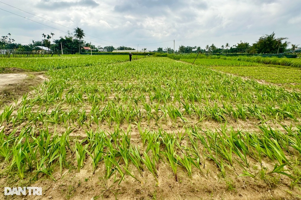 Hoa lay ơn chết hàng loạt, cả xã lo Tết buồn - 3 Hoa lay ơn chết hàng loạt, cả xã lo Tết buồn - 3
