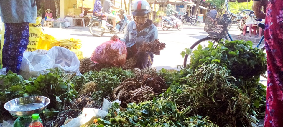 Mùa lá Mùng 5 ở xứ Quảng vào vụ - 2 Mùa lá Mùng 5 ở xứ Quảng vào vụ - 2