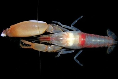 Tìm ra phương pháp tổng hợp hạt nhân mới nhờ lấy cảm hứng từ một loài tôm