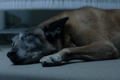 Clip “tình cảm của chó dành cho chủ” gây cảm động Internet tuần qua