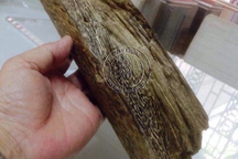 Vì sao kỳ nam có giá tới 30 tỷ đồng/kg?