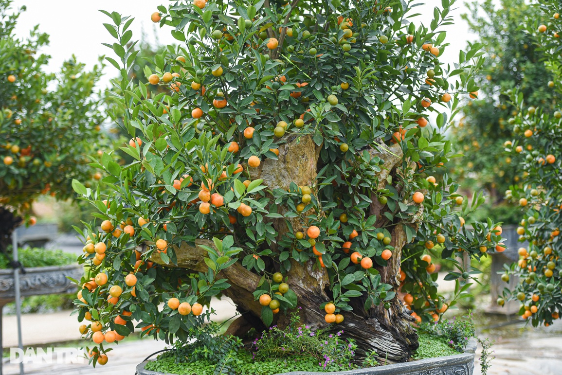 Nhặt gỗ khô bỏ đi, biến thành chậu quất cảnh giá trăm triệu đồng chơi Tết - 7 Nhặt gỗ khô bỏ đi, biến thành chậu quất cảnh giá trăm triệu đồng chơi Tết - 7