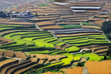 Vẻ đẹp hoang sơ của những cánh đồng ruộng bậc thang tại Nhật