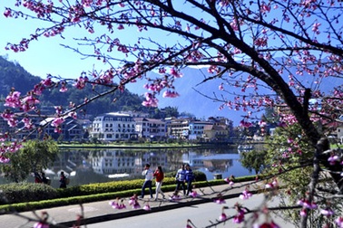 Du khách Sa Pa háo hức ngắm hoa anh đào nở sớm