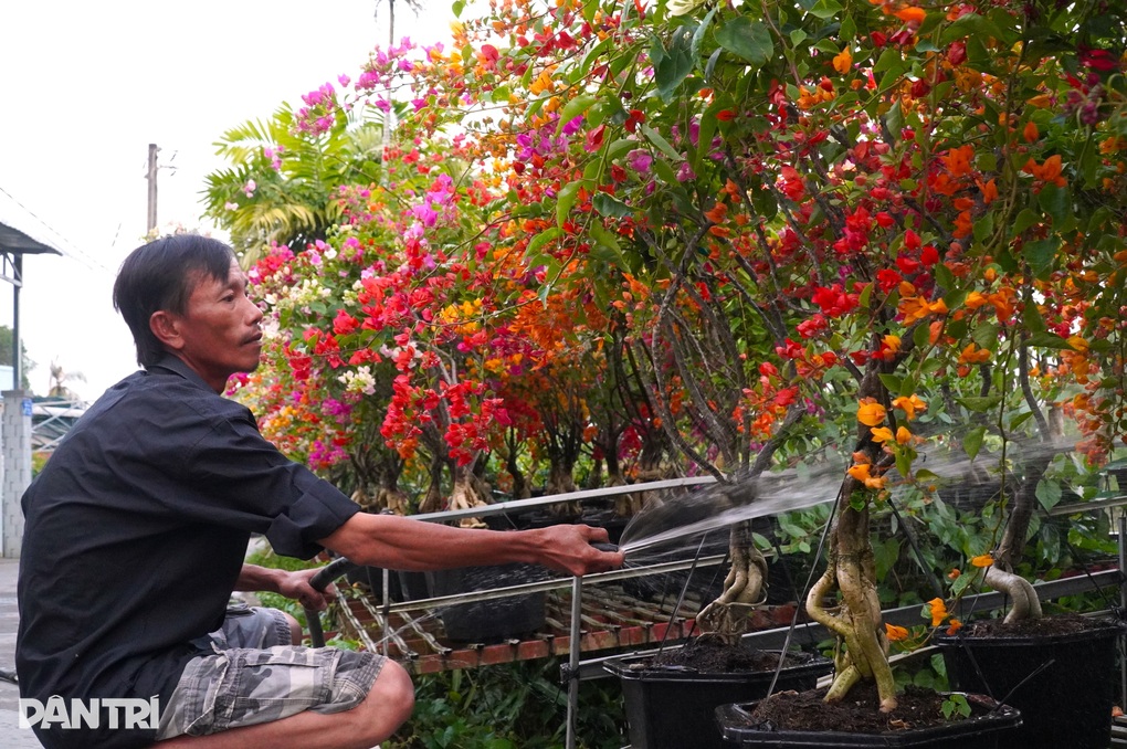Hoa giấy đẹp rực rỡ, giảm giá nhưng vẫn ít người hỏi mua - 2 Hoa giấy đẹp rực rỡ, giảm giá nhưng vẫn ít người hỏi mua - 2