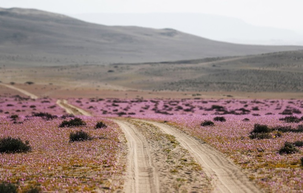 Hoa nở rộ trên sa mạc khô cằn nhất thế giới - 4