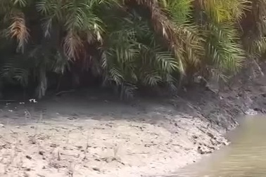 Hổ thể hiện sức bật đầy ấn tượng