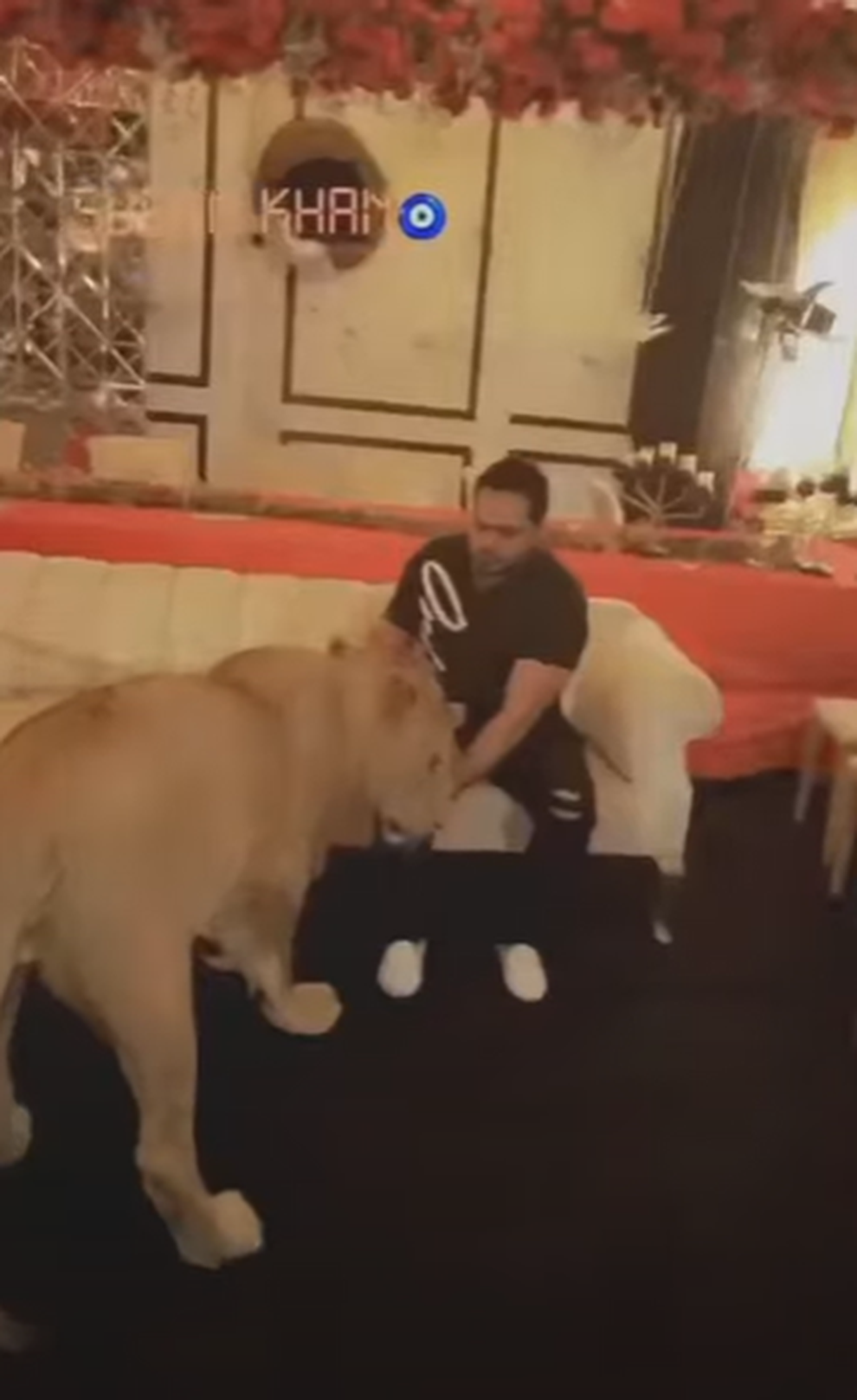 Mang sư tử đến mua vui trong tiệc sinh nhật, ngôi sao mạng gây phẫn nộ - 2