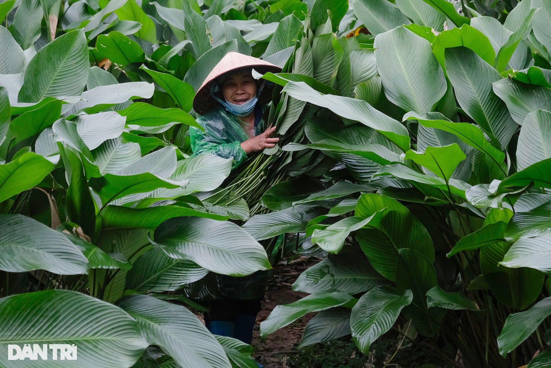Làng trồng lá dong 400 năm ở Hà Nội tất bật thu hoạch vụ Tết Âm lịch - 6 Làng trồng lá dong 400 năm ở Hà Nội tất bật thu hoạch vụ Tết Âm lịch - 6