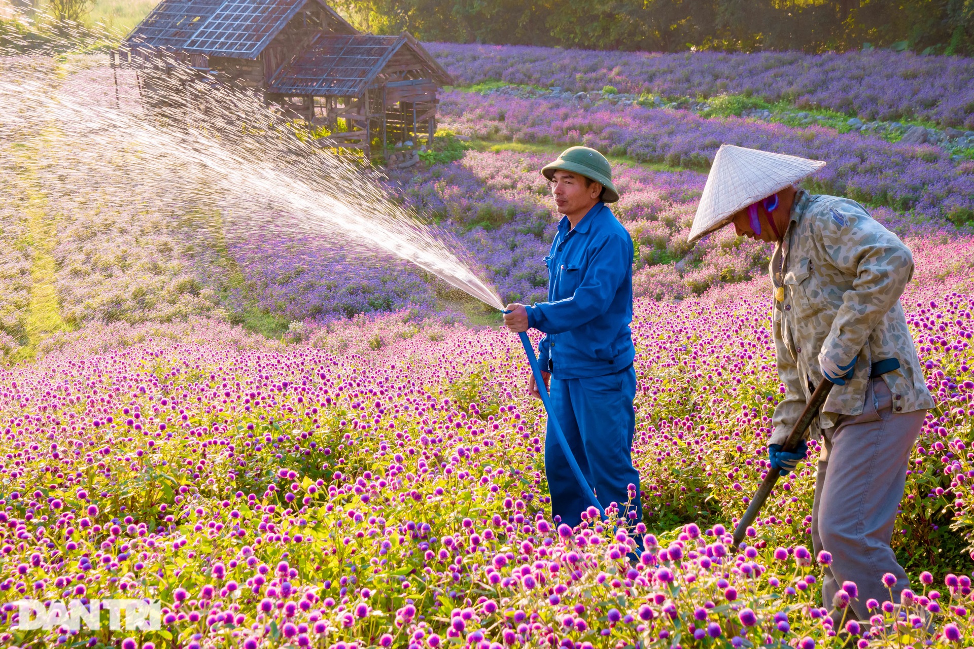 Cánh đồng hoa cúc bách nhật tím lịm như trời Âu ở Hà Nội - 7 Cánh đồng hoa cúc bách nhật tím lịm như trời Âu ở Hà Nội - 7
