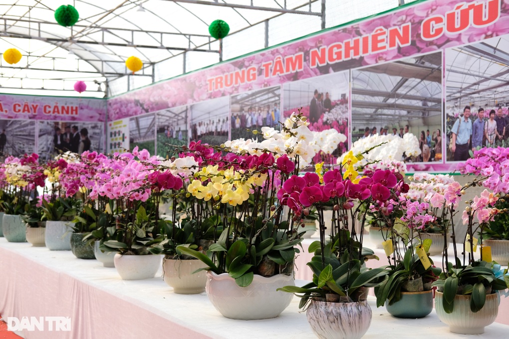 Trung tâm nghiên cứu hoa lan rực rỡ, nhộn nhịp đón Tết cận kề - 1 Trung tâm nghiên cứu hoa lan rực rỡ, nhộn nhịp đón Tết cận kề - 1