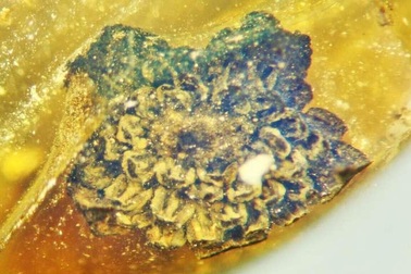 Phát hiện hóa thạch loài hoa mới có niên đại 100 triệu năm