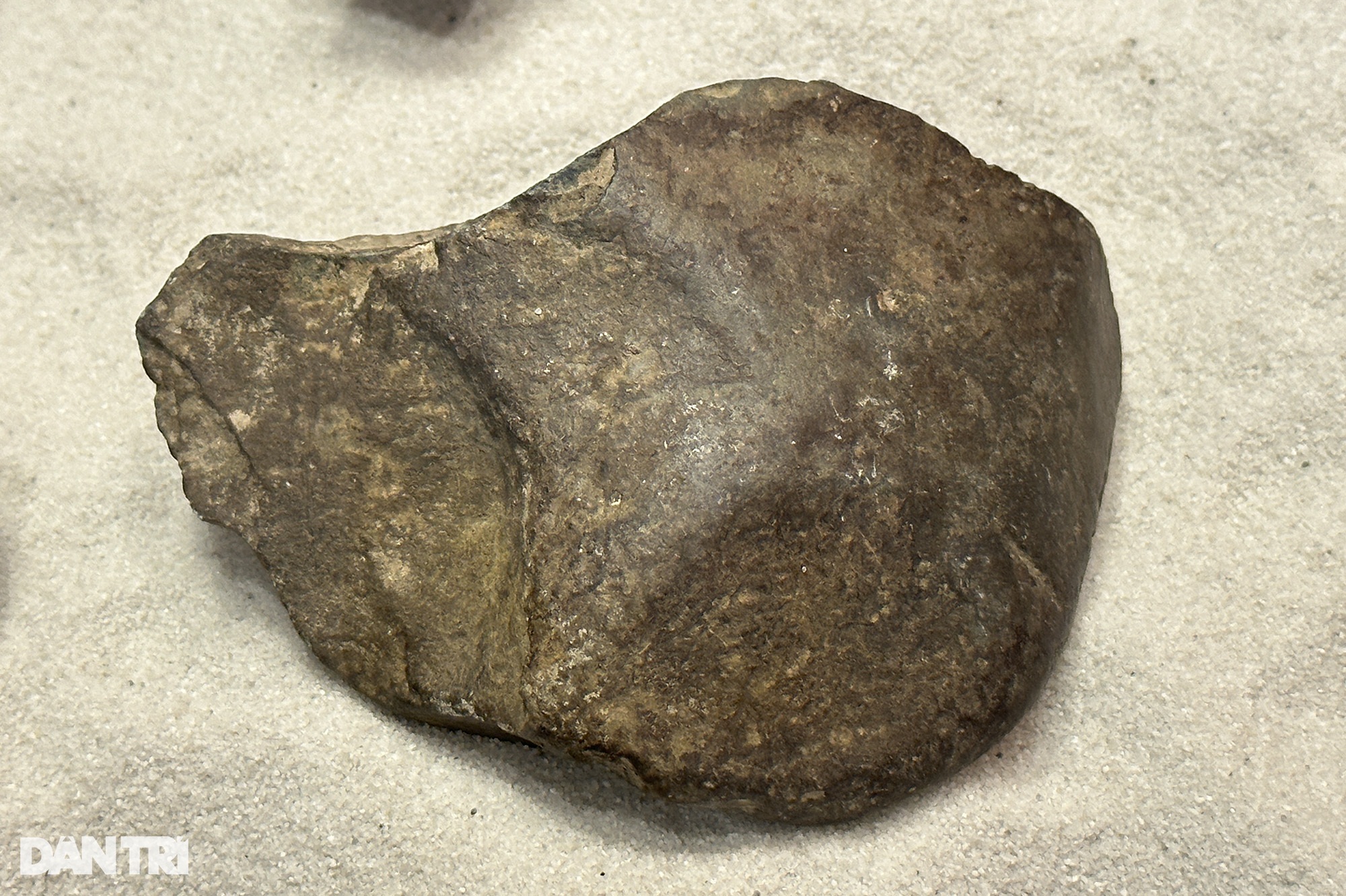 Hóa thạch tuyệt đẹp từ hàng trăm triệu năm trước được trưng bày tại Hà Nội - 11