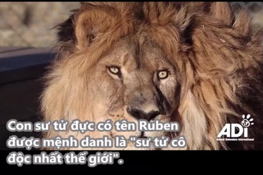 Con sư tử "cô độc nhất thế giới" và hành trình 8.300km trở về quê hương