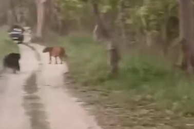 Gấu và hổ Siberia chạm trán ở Ấn Độ