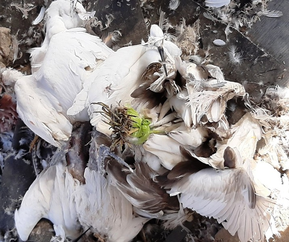 Chim trời bán đầy ngoài chợ, mua dễ như... mớ rau - 6 Chim trời bán đầy ngoài chợ, mua dễ như... mớ rau - 6