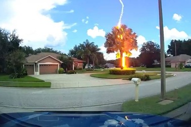 Kinh ngạc với clip sét “thiêu cháy” cây giữa bầu trời trong xanh