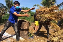 Thanh niên thay phiên ra đồng thu hoạch lúa giúp nông dân vùng phong tỏa