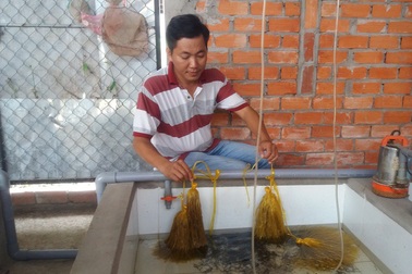 Vĩnh Long: Bỏ làm giám đốc về quê nuôi lươn kiếm tiền tỷ