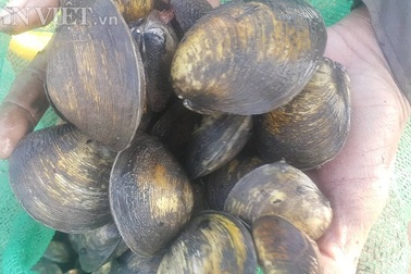 Rét buốt lội bùn săn ngao to bự, béo ngậy, kiếm 500 ngàn đồng/ngày