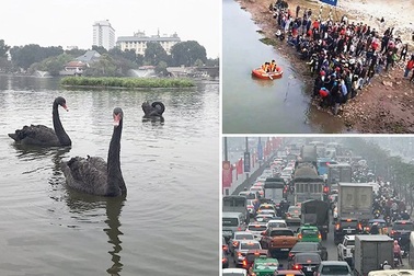 Bất ngờ đàn thiên nga ở hồ Hoàn Kiếm, Hà Nội tắc nghiêm trọng ngày cận Tết