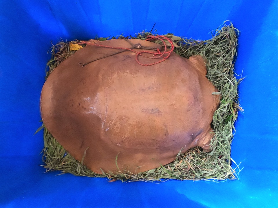 Cứu hộ cá thể Giải khủng nhất từ trước đến nay - 2 Cứu hộ cá thể Giải khủng nhất từ trước đến nay - 2