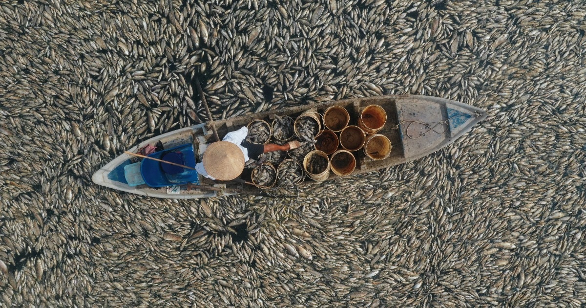 Nước cạn đáy, 200 tấn cá chết trắng hồ Sông Mây ở Đồng Nai - 3