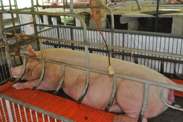 Hiệu quả cao từ mô hình cho heo nái nghe nhạc