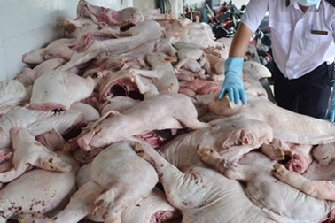 Gần 250kg heo sữa hôi thối lên xe khách về miền Tây