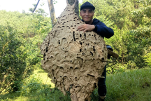 Thợ săn tìm được tổ ong "khủng" 16 tầng, nặng 21kg ở rừng biên giới