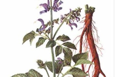 Những tác dụng tốt của đan sâm đối với tim mạch