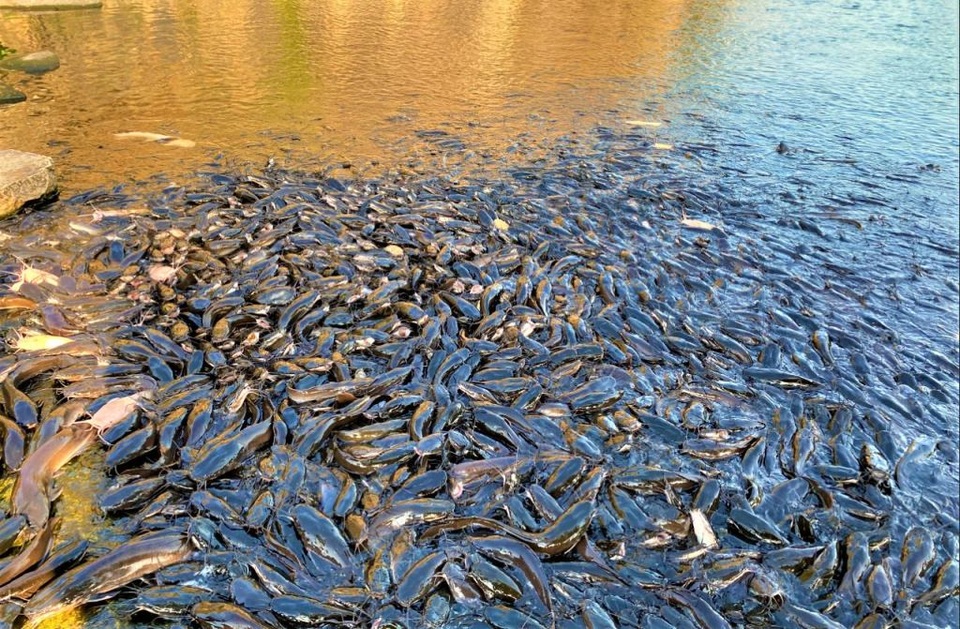 Đầu năm thăm ngôi chùa có hàng ngàn con cá trê nổi kín mặt hồ - 3 Đầu năm thăm ngôi chùa có hàng ngàn con cá trê nổi kín mặt hồ - 3